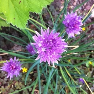 Photographie n°232493 du taxon Allium schoenoprasum L. [1753]