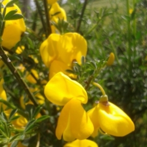 Photographie n°232539 du taxon Cytisus scoparius (L.) Link [1822]