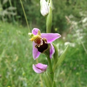 Photographie n°232542 du taxon Ophrys apifera Huds. [1762]