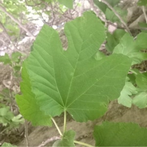 Photographie n°232563 du taxon Ficus carica L. [1753]