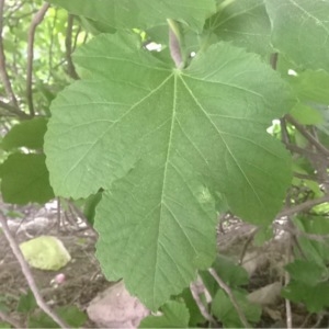 Photographie n°232566 du taxon Ficus carica L. [1753]