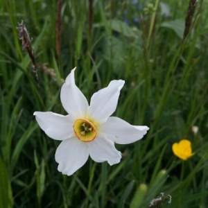 Photographie n°232573 du taxon Narcissus poeticus L. [1753]