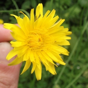 Photographie n°232614 du taxon Hypochaeris radicata subsp. radicata 