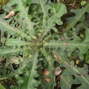  - Hypochaeris radicata subsp. radicata 