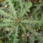 Mathieu Sinet - Hypochaeris radicata subsp. radicata 