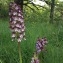   - Orchis purpurea Huds. [1762]