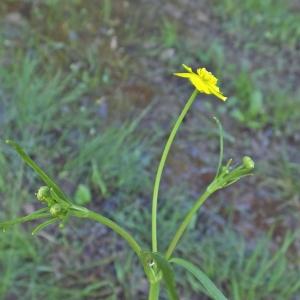 Photographie n°232665 du taxon Ranunculus flammula L. [1753]