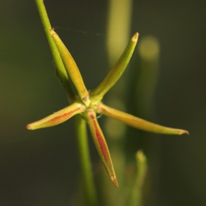 Photographie n°232671 du taxon Rhagadiolus edulis Gaertn. [1791]