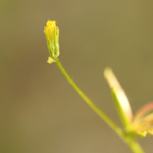 Rhagadiolus stellatus subsp. edulis (Gaertn.) Holmboe (Rhagadiole comestible)
