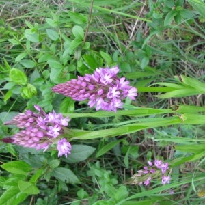 Photographie n°232681 du taxon Anacamptis pyramidalis (L.) Rich. [1817]