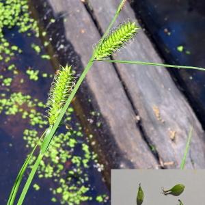 Photographie n°232725 du taxon Carex vesicaria L. [1753]