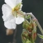  Marie  Portas - Helianthemum apenninum subsp. apenninum