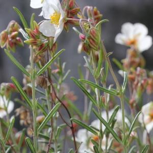 Photographie n°232738 du taxon Helianthemum apenninum subsp. apenninum