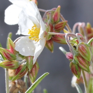 Photographie n°232739 du taxon Helianthemum apenninum subsp. apenninum