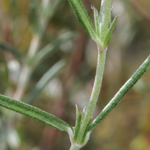 Photographie n°232740 du taxon Helianthemum apenninum subsp. apenninum