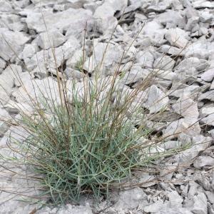 Photographie n°232760 du taxon Centranthus angustifolius (Mill.) DC.