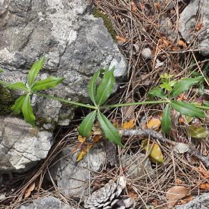 Photographie n°232764 du taxon Rubia peregrina L. [1753]