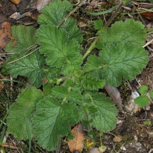 Photographie n°232780 du taxon Geum sylvaticum Pourr. [1788]