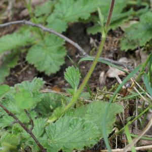 Photographie n°232781 du taxon Geum sylvaticum Pourr. [1788]