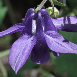 Photographie n°232782 du taxon Aquilegia vulgaris L.