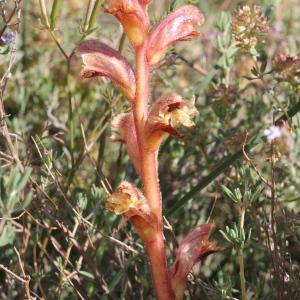 Photographie n°232789 du taxon Orobanche alba Stephan ex Willd. [1800]