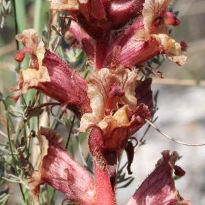 Photographie n°232797 du taxon Orobanche alba Stephan ex Willd. [1800]