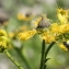  Marie  Portas - Ruta angustifolia Pers.