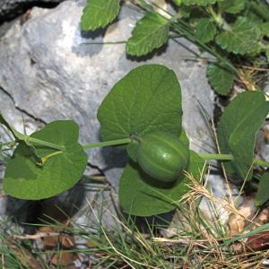 Photographie n°232810 du taxon Aristolochia rotunda L.