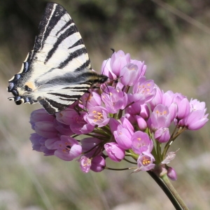 Photographie n°232812 du taxon Allium roseum L.