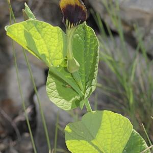 Photographie n°232825 du taxon Aristolochia rotunda L.