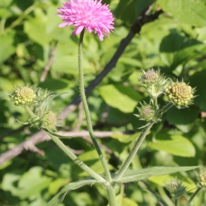 Photographie n°232827 du taxon Knautia arvensis (L.) Coult.