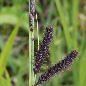 Photographie n°232840 du taxon Carex flacca Schreb.