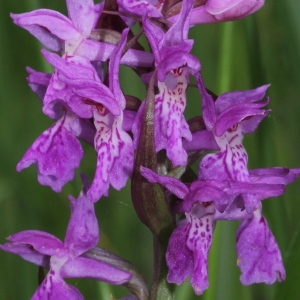 Photographie n°232843 du taxon Dactylorhiza majalis subsp. majalis 