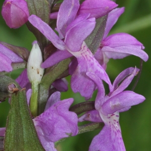 Photographie n°232846 du taxon Dactylorhiza majalis subsp. majalis 