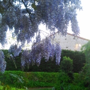  - Wisteria Nutt. [1818]