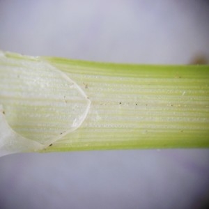 Photographie n°232870 du taxon Carex divulsa Stokes