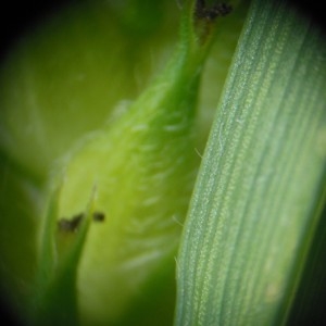 Photographie n°232877 du taxon Carex hirta L.
