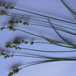 Photographie n°232888 du taxon Carex divulsa Stokes