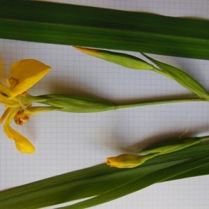 Photographie n°232891 du taxon Iris pseudacorus L.