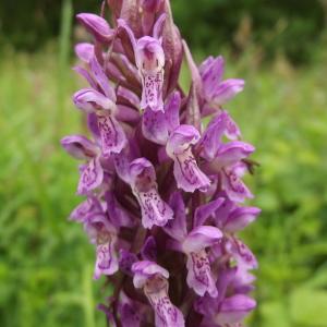 Photographie n°232896 du taxon Dactylorhiza incarnata (L.) Soó [1962]