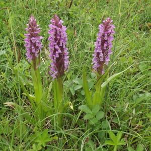 Photographie n°232898 du taxon Dactylorhiza incarnata (L.) Soó [1962]