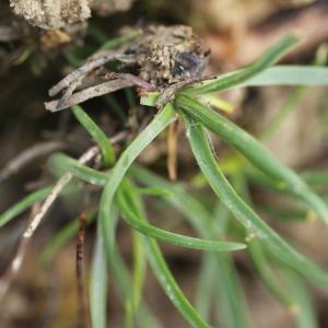 Photographie n°232960 du taxon Plantago holosteum Scop.