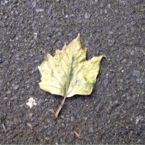 Photographie n°233009 du taxon Platanus orientalis L. [1753]