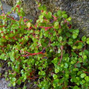 Soleirolia repens Kuntze (Helxine de Soleirol)