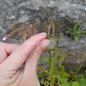 Photographie n°233038 du taxon Epilobium lanceolatum Sebast. & Mauri [1818]