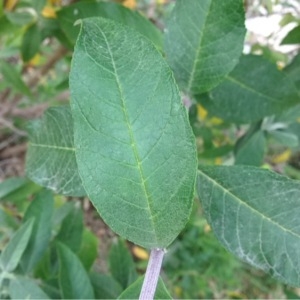 Photographie n°233049 du taxon Buddleja davidii Franch. [1887]