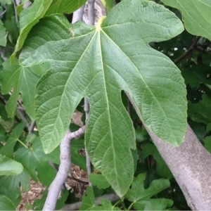 Photographie n°233056 du taxon Ficus carica L. [1753]