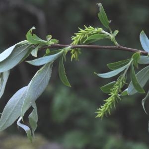 Photographie n°233066 du taxon Salix alba L. [1753]