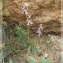  BERNARD Ginesy - Ophrys saratoi E.G.Camus [1893]