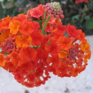 Photographie n°233198 du taxon Lantana camara L. [1753]